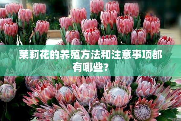 茉莉花的养殖方法和注意事项都有哪些？