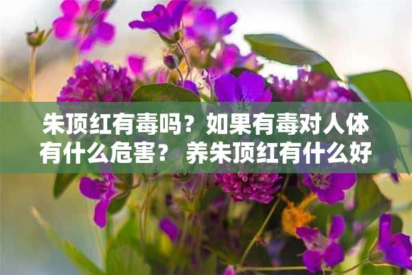 朱顶红有毒吗？如果有毒对人体有什么危害？ 养朱顶红有什么好处？