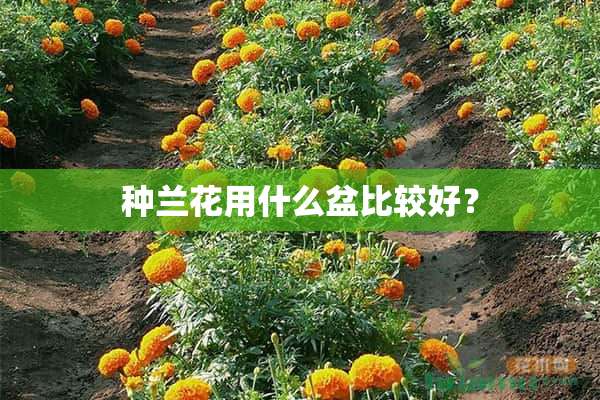 种兰花用什么盆比较好？