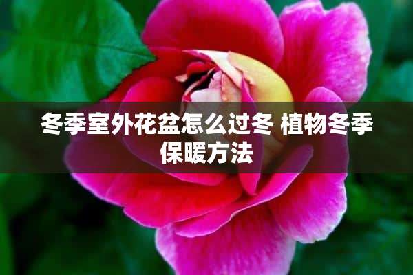 冬季室外花盆怎么过冬 植物冬季保暖方法