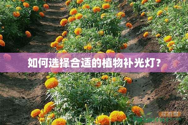 如何选择合适的植物补光灯？