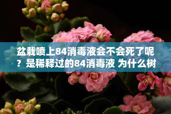 盆栽喷上84消毒液会不会死了呢？是稀释过的84消毒液 为什么树木植物不能在室内长期养活