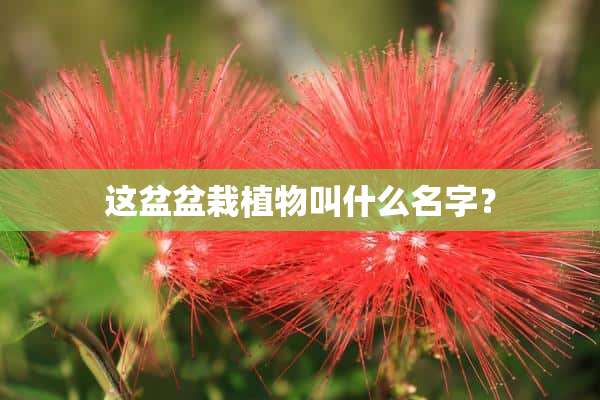 这盆盆栽植物叫什么名字？