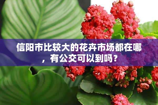 信阳市比较大的花卉市场都在哪，有公交可以到吗？