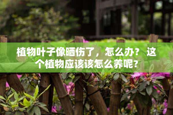 植物叶子像晒伤了，怎么办？ 这个植物应该该怎么养呢？