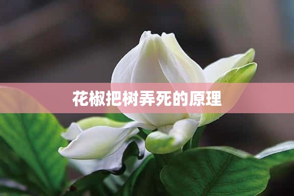 花椒把树弄死的原理