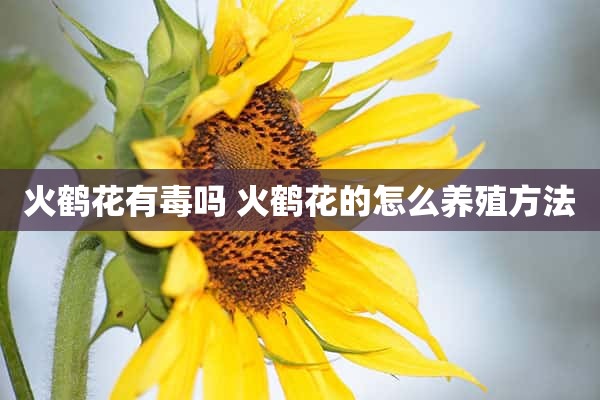 火鹤花有毒吗 火鹤花的怎么养殖方法