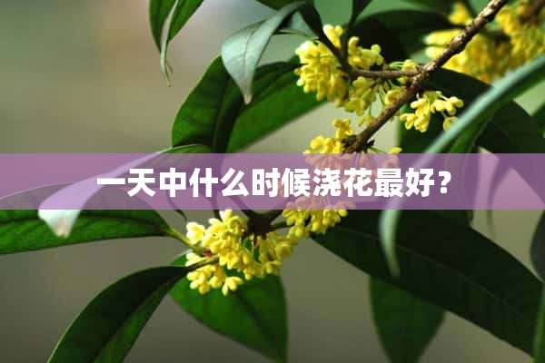 一天中什么时候浇花最好？