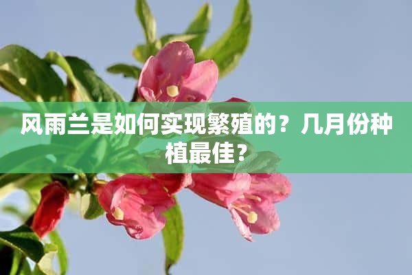 风雨兰是如何实现繁殖的？几月份种植最佳？