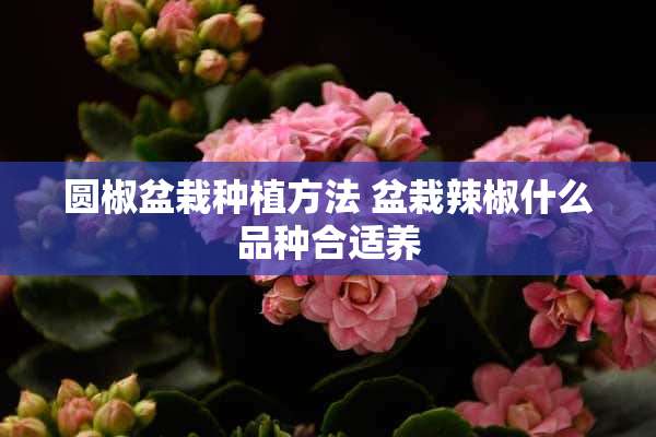 圆椒盆栽种植方法 盆栽辣椒什么品种合适养