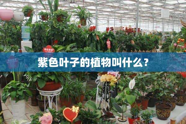 紫色叶子的植物叫什么？