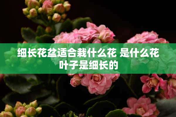 细长花盆适合栽什么花 是什么花叶子是细长的