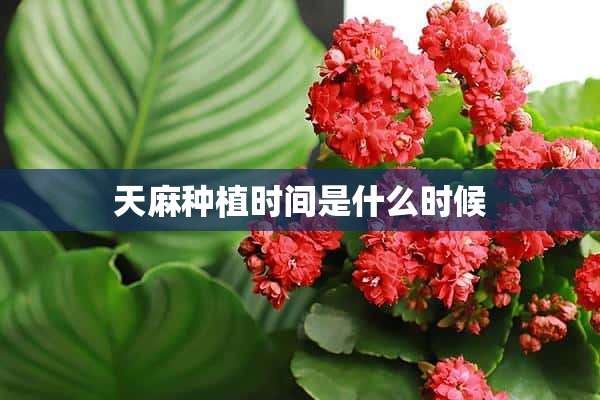 天麻种植时间是什么时候