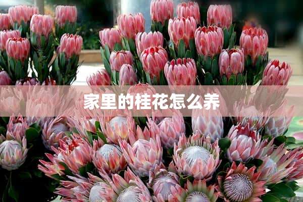 家里的桂花怎么养