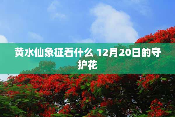 黄水仙象征着什么 12月20日的守护花