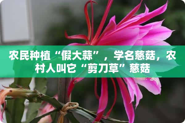 农民种植“假大蒜”，学名慈菇，农村人叫它“剪刀草”慈菇