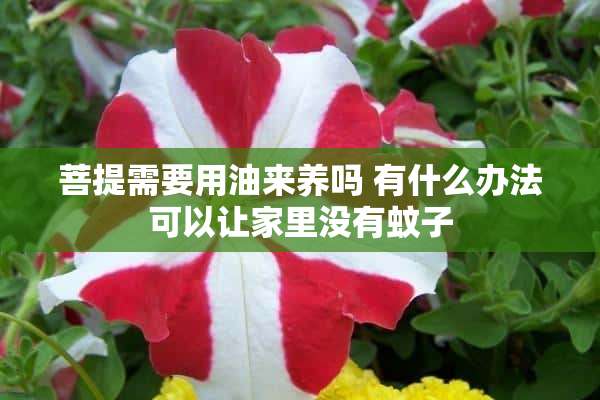 菩提需要用油来养吗 有什么办法可以让家里没有蚊子