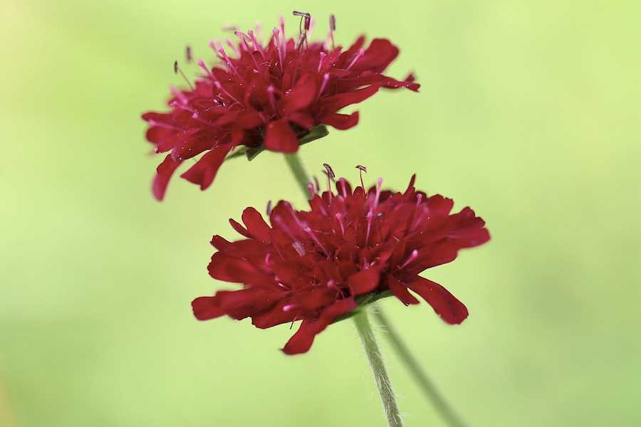 田旋花怎么培育种子和进行催芽?