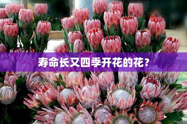 寿命长又四季开花的花？