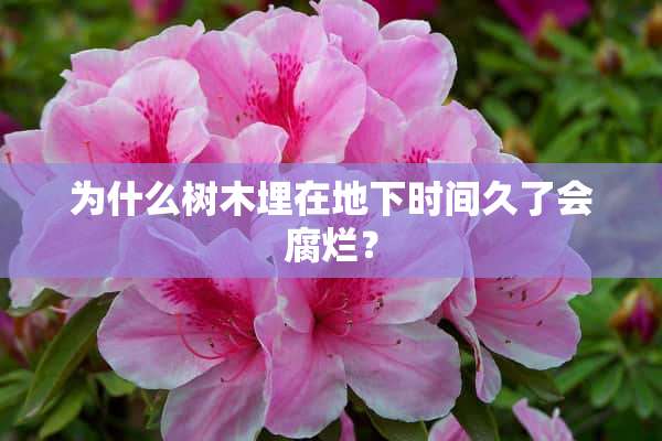 为什么树木埋在**时间久了会腐烂？