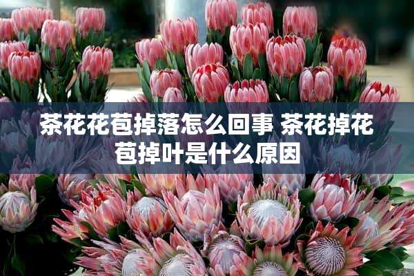 茶花花苞掉落怎么回事 茶花掉花苞掉叶是什么原因