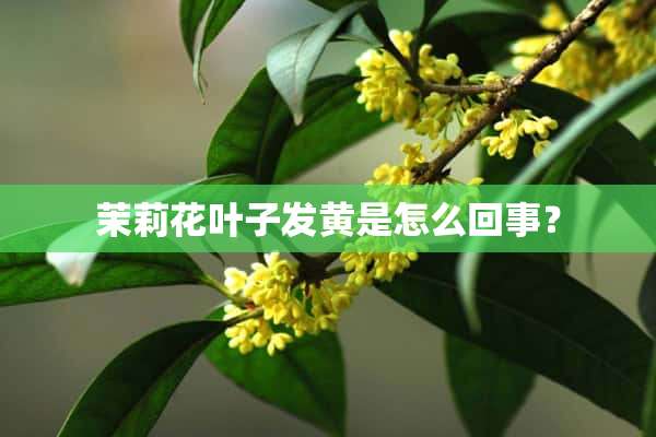 茉莉花叶子发黄是怎么回事？