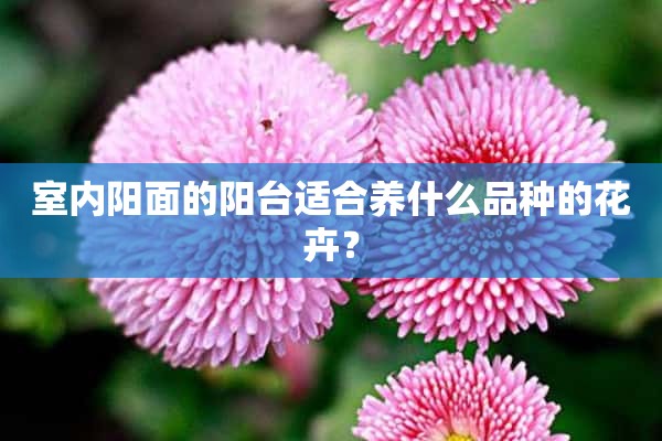 室内阳面的阳台适合养什么品种的花卉？