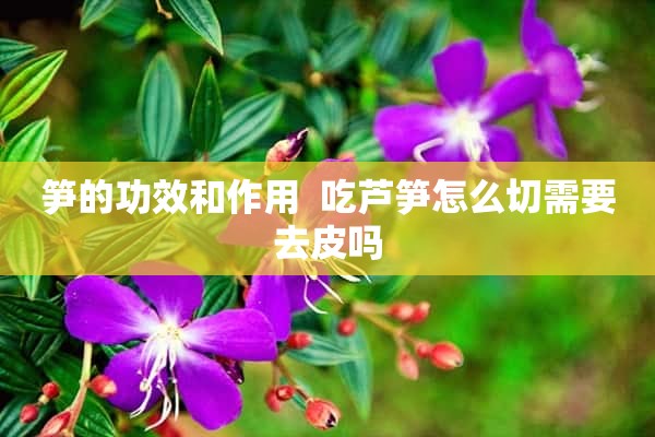 笋的功效和作用  吃芦笋怎么切需要去皮吗