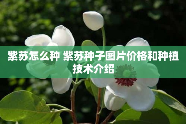 紫苏怎么种 紫苏种子图片价格和种植技术介绍