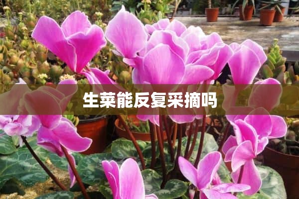 生菜能反复采摘吗