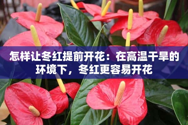 怎样让冬红提前开花：在高温干旱的环境下，冬红更容易开花