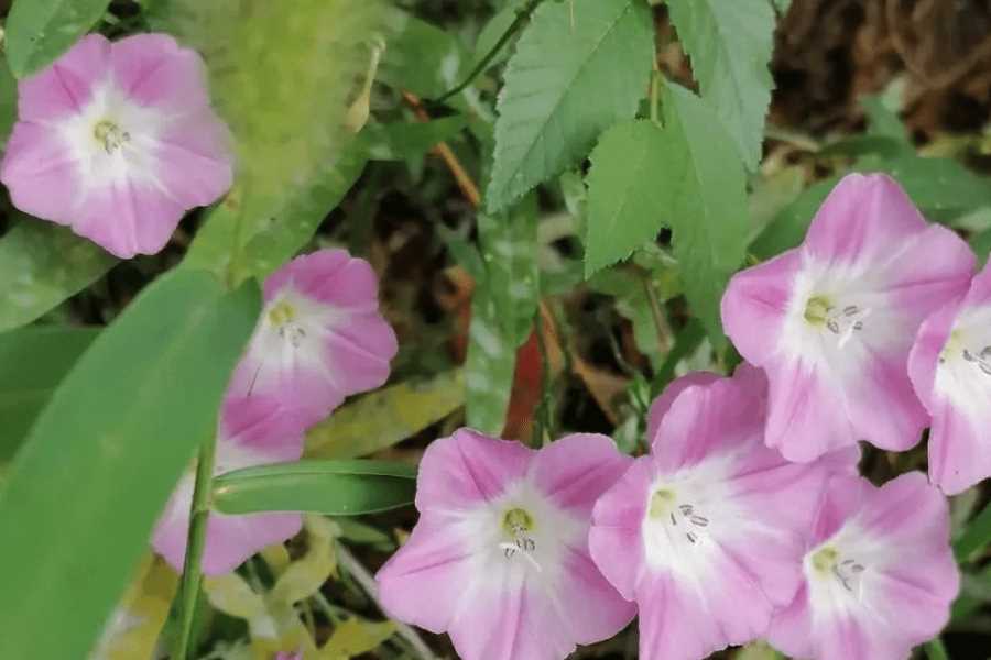 田旋花的常见病虫害有哪些?