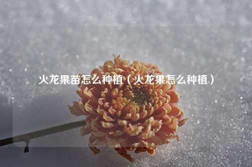 火龙果苗怎么种植（火龙果怎么种植） 花卉