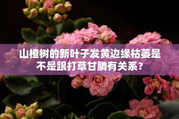 山楂树的新叶子发黄边缘枯萎是不是跟打草甘膦有关系？