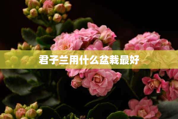 君子兰用什么盆栽最好