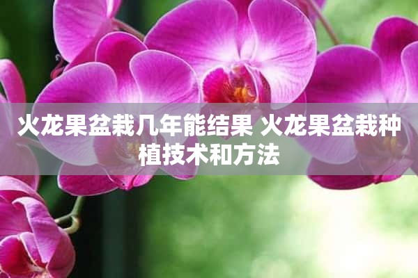 火龙果盆栽几年能结果 火龙果盆栽种植技术和方法