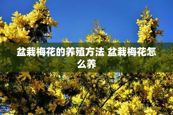 盆栽梅花的养殖方法 盆栽梅花怎么养