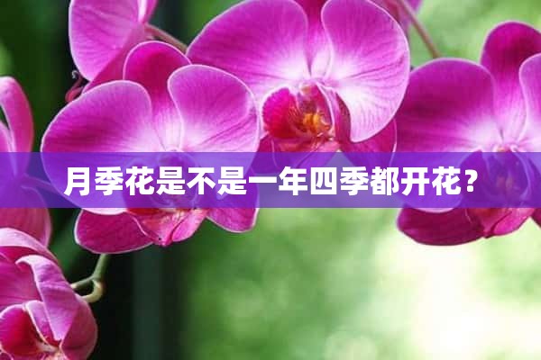 月季花是不是一年四季都开花？