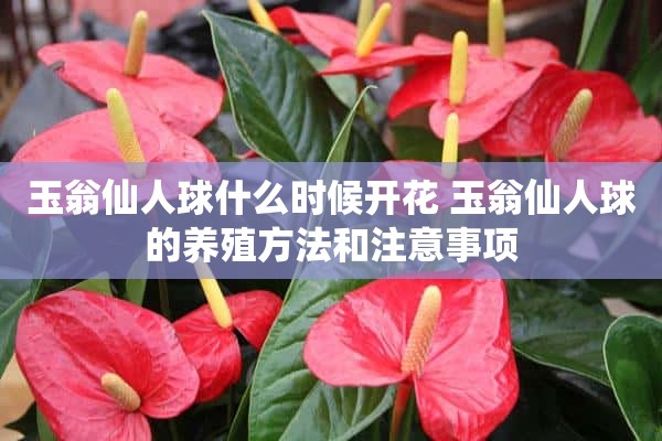 玉翁仙人球什么时候开花 玉翁仙人球的养殖方法和注意事项