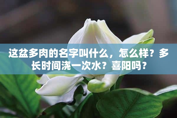 这盆多肉的名字叫什么，怎么样？多长时间浇一次水？喜阳吗？