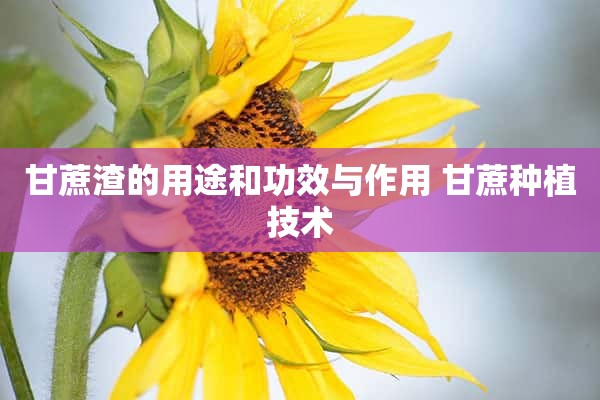 甘蔗渣的用途和功效与作用 甘蔗种植技术