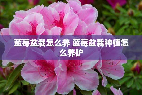 蓝莓盆栽怎么养 蓝莓盆栽种植怎么养护