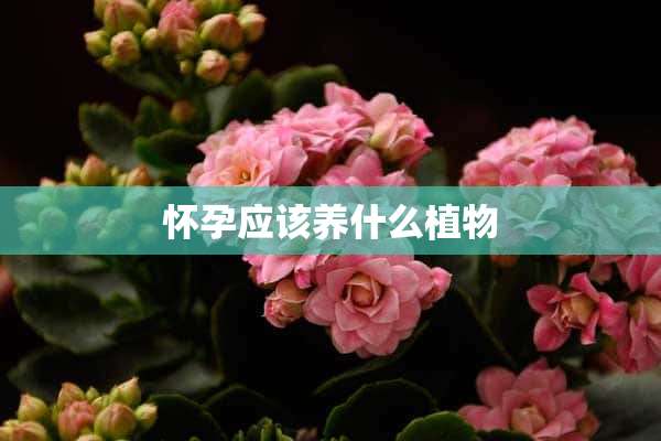 怀孕应该养什么植物