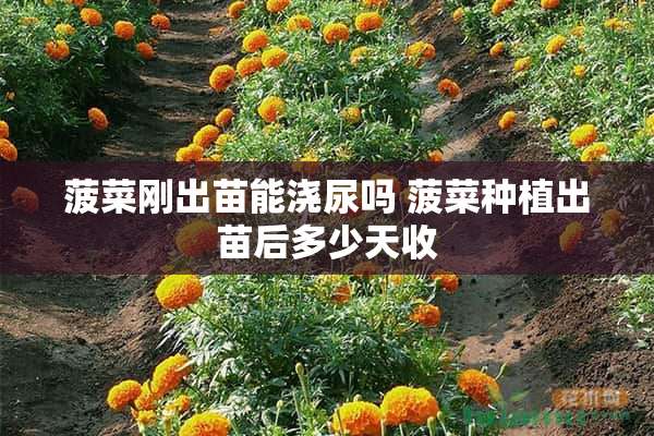 菠菜刚出苗能浇尿吗 菠菜种植出苗后多少天收