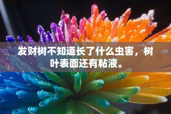 发财树不知道长了什么虫害，树叶表面还有粘液。