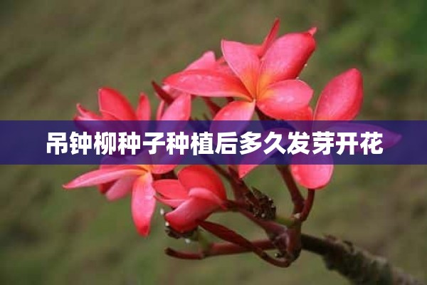 吊钟柳种子种植后多久发芽开花