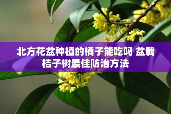 北方花盆种植的橘子能吃吗 盆栽桔子树最佳防治方法