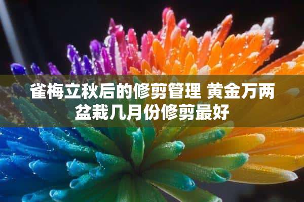 雀梅立秋后的修剪管理 黄金万两盆栽几月份修剪最好