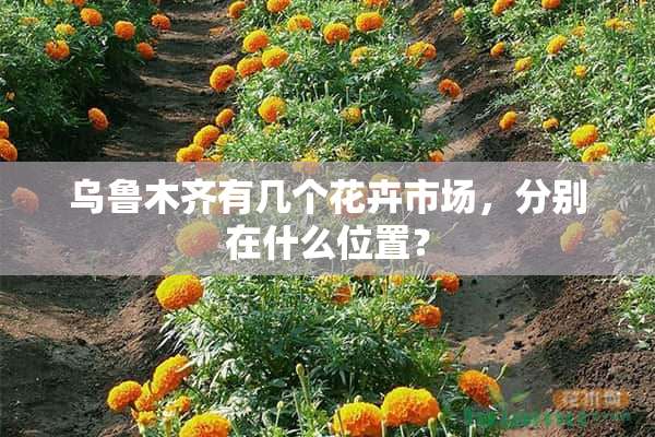 乌鲁木齐有几个花卉市场，分别在什么位置？