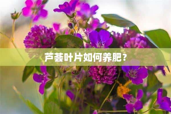 芦荟叶片如何养肥？